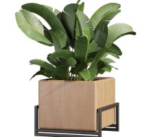 Plant+box1